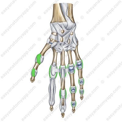 Lateral collateral ligaments – palmar surface (lig. collateralia)